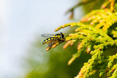 Close-up of insect on plant