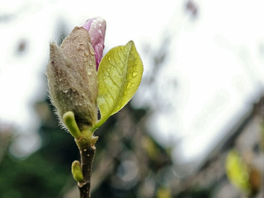 leaf, focus on foreground, close-up, leaf vein, nature, growth, plant, natural pattern, fragility, selective focus, stem, green color, outdoors, day, dry, beauty in nature, no people, tranquility, sunlight, leaves