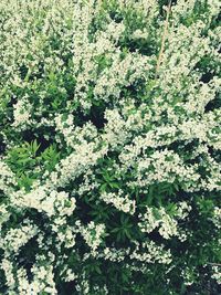 Flowers growing on tree