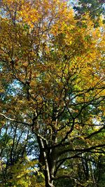 Low angle view of tree