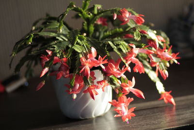 Close-up of potted plant on table