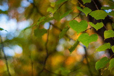 Low angle view of leaves on tree