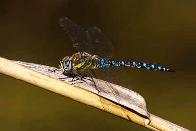 Close-up of butterfly on leaf