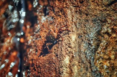 Extreme close up of tree trunk