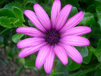 Close-up of pink flower