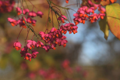 Close-up of red flowers on tree