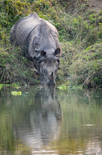 Elephant drinking water in lake