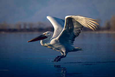 Close-up of bird flying over lake