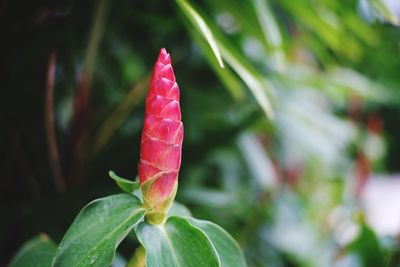 Close-up of pink flower bud