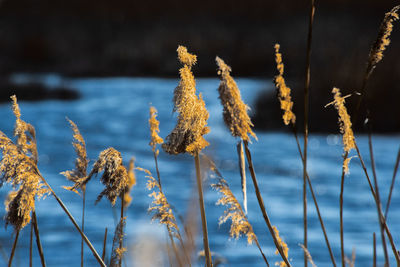 Close-up of plants against the sky