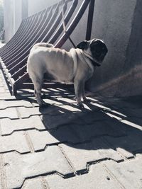Dog standing on floor