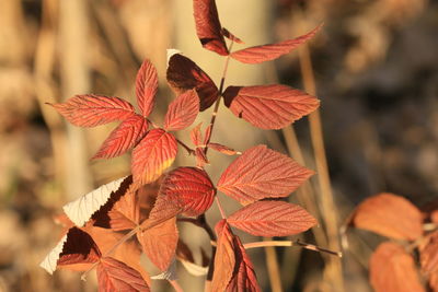 Close-up of red leaves