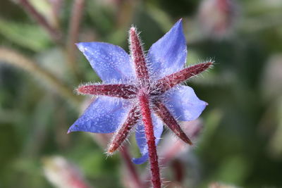 Close-up of purple flower on leaves