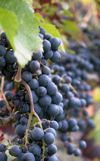 Close-up of grapes growing in vineyard