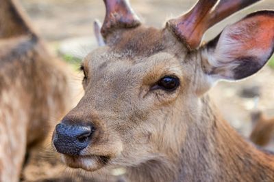 Deer in park