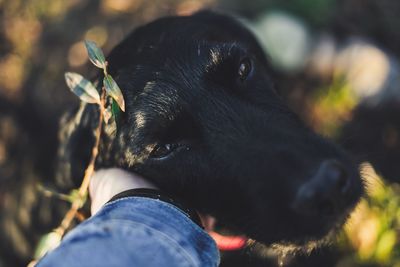 Close-up of black dog
