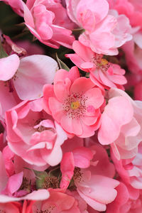 Close-up of pink flowers