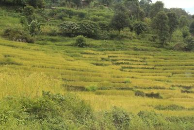 Scenic view of agricultural field