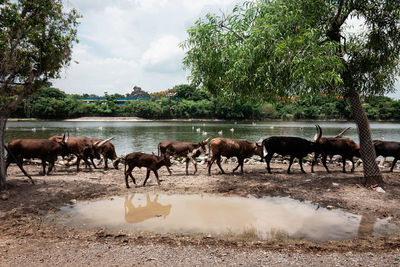 Bison in free range farm