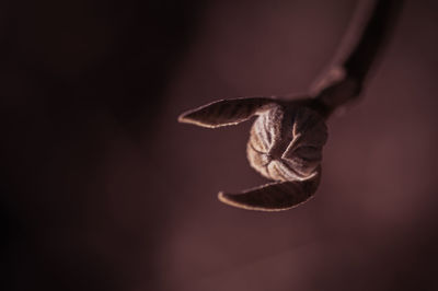 Close-up of plant