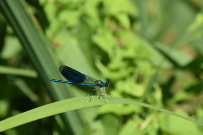 Close-up of an insect