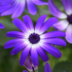 Close-up of purple flowers blooming outdoors