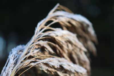 Close-up of rope on plant during winter