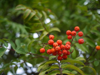 Close-up of berries growing on tree