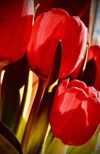 Close-up of red tulip