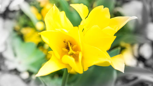 Close-up of yellow flowering plant