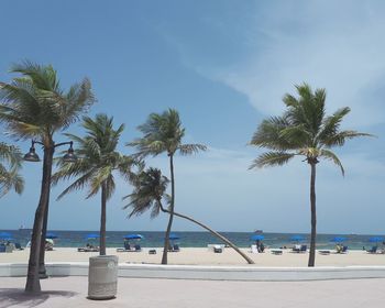 Palm trees on beach against sky