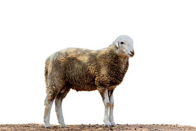 Portrait of a sheep isolate wite background.