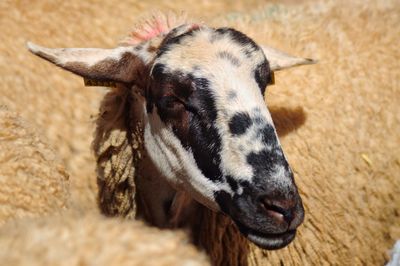 Close-up portrait of a horse