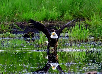 Bird flying over the lake