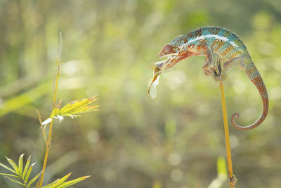 Close-up of a chameleon