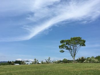 Trees on field against sky