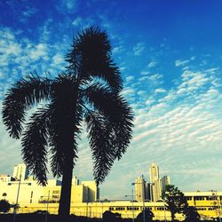 Low angle view of palm trees against cloudy sky