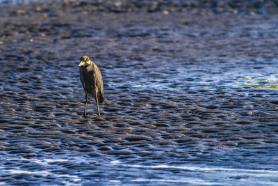 High angle of a bird on mud hunting