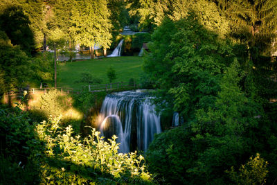 Scenic view of waterfall in forest