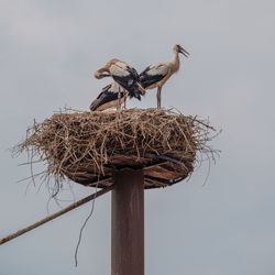 Bird perching on nest against clear sky