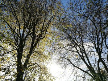 Low angle view of trees against sky
