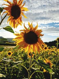 Close-up of sunflower blooming on field