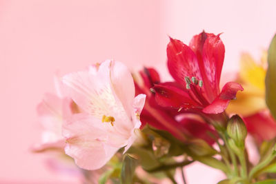 Close-up of pink rose flower