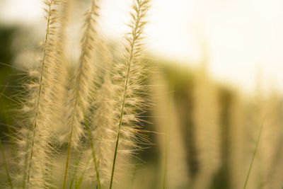 Fluffy white petals of flowering crimson fountaingrass, known as pennisetum setaceum plant blooming 