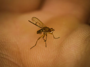 Close-up of insect on hand