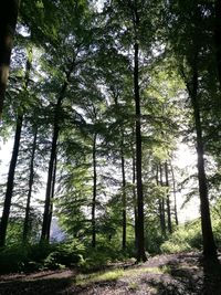 Low angle view of trees in forest