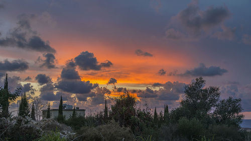 Scenic view of trees against sky during sunset