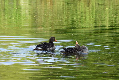 Ducks swimming in lake