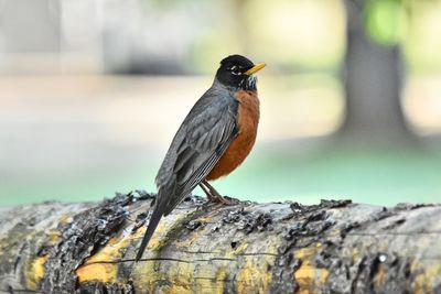 Close-up of bird perching on tree trunk