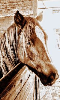 Close-up of horse